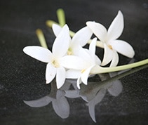 White flower with a black background in Darwin